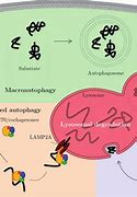 Image result for Skeletal Muscle Autophagy