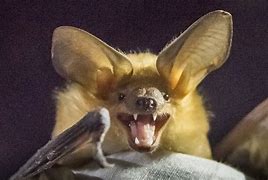 Image result for Wangal Bat