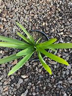 Image result for Agapanthus Snowball (Funnel-Group)
