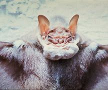 Image result for Crazy Old Bat