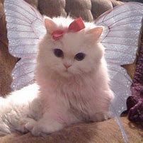 Image result for Cute Fairy Cats
