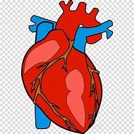 Image result for Human Heart Transparent Background