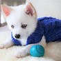 Image result for Teacup Pomeranian Puppy Boo
