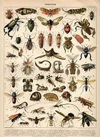 Image result for Aesthetic Bugs