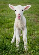 Image result for Farm Animals Baby Funny