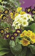 Image result for Primula vulgaris Queen Pink