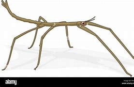 Image result for Stick Insect Clip Art