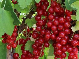 Image result for Ribes rubrum Rolan