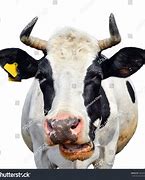 Image result for Funny Cows Chewing