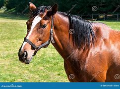 Image result for English Thoroughbred Horse