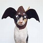 Image result for Cat Hat Bat