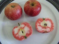 Image result for Red Flesh Apple Varieties