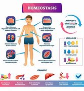 Image result for homeowtasis