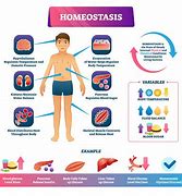 Image result for homeoetasis