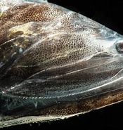 Afbeeldingsresultaten voor Cyclothone pallida. Grootte: 175 x 185. Bron: fineartamerica.com