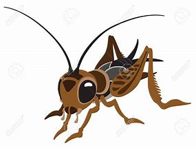 Image result for Cricket Insect Black and White