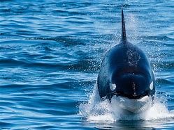 Image result for Biggest Killer Whale