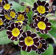 Image result for Primula Silver Lace Black