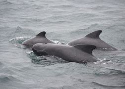 Image result for Pilot whales