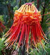 Image result for Rare African Plants