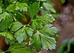 Image result for What Spices Look Like Parsley