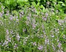 Image result for Veronica cantiana (x) Kentish Pink