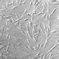 Image result for Senescent Cells