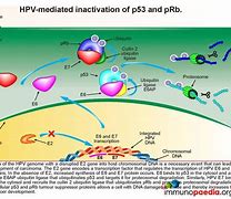 Image result for Genital Human Papillomavirus Oral