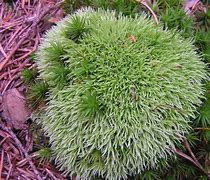 Image result for Pincushon Moss