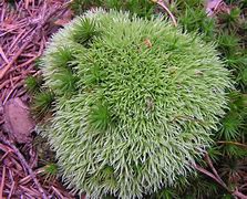 Image result for Pincushion Moss