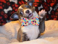 Image result for Dog with Bow