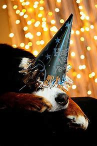 Image result for Happy New Year Puppy