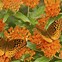 Image result for Butterfly Weed