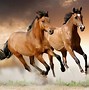 Image result for Horse Scenery Background