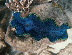 Image result for Photography of a Dark Clam Ocean