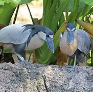 Image result for Pilherodius Ardeidae