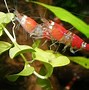 Image result for Shrimp in Water