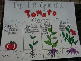 Image result for Facts About Plants for Kids
