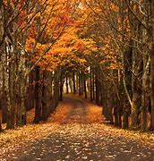 Image result for Fall iPad Wallpaper Free
