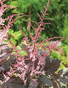 Astilbe Chocolate Shogun に対する画像結果