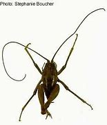 Image result for Camel Backed Cave Cricket