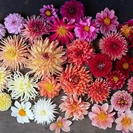 Image result for Dahlia Bee Friendly Mix