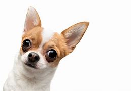 Image result for Dog Staring at Phone