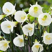 Image result for Narcissus bulbocodium White Petticoat