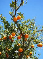 Image result for Clementine Orange