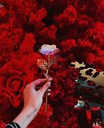 Image result for Galaxy Rose Flower