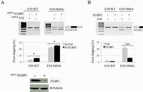 Image result for 5 Floourau Toxicity DMD Exons