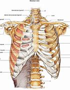 Image result for 8th Rib Fracture
