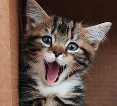 Image result for Smiling Kitten