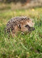 Image result for Hedgehog Genes Conservation
